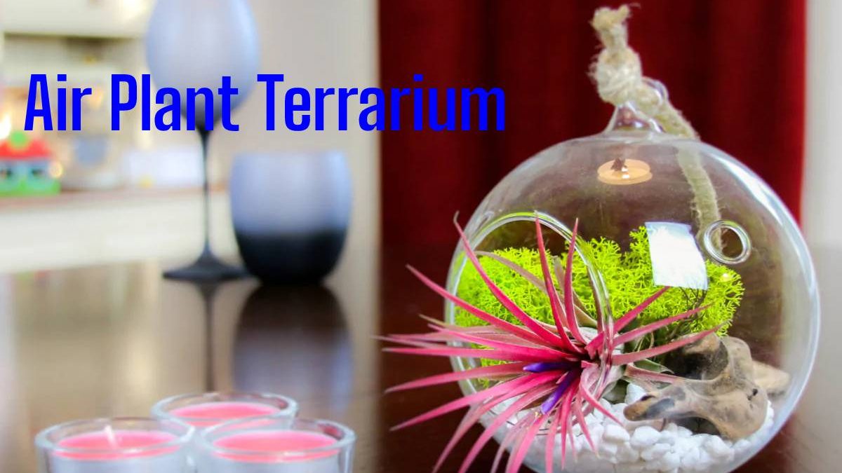 Air Plant Terrarium or Tillandsia, Drifting in the Air