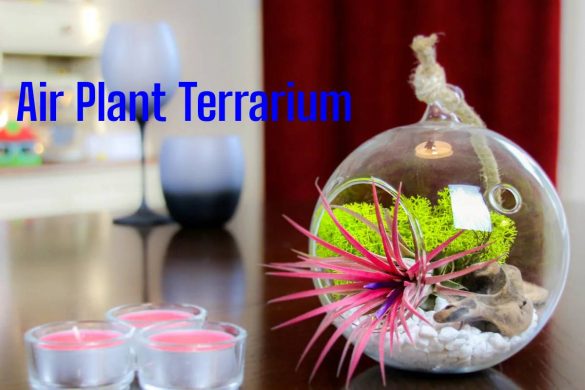 Air Plant Terrarium