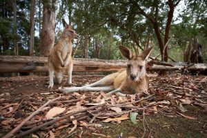 comida del sudeste visita guiada privada con el demonio de tasmania unzoo

