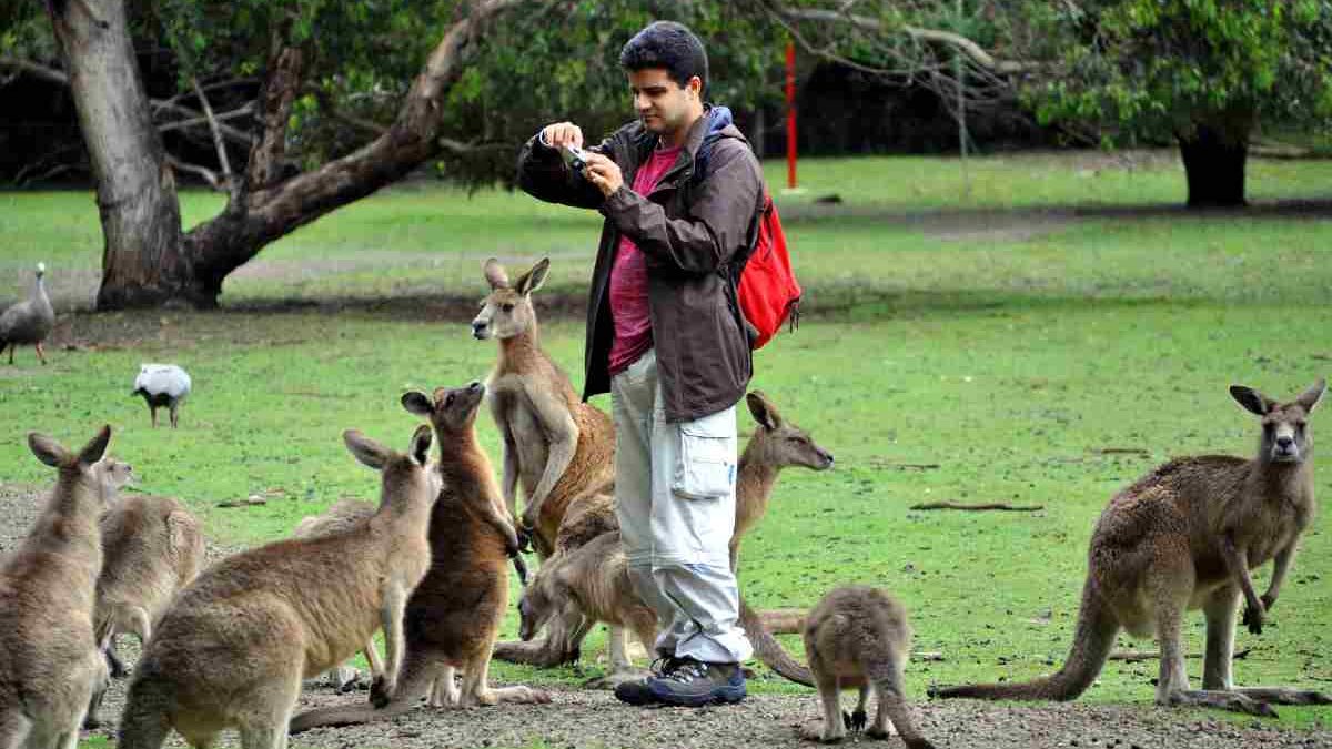 Comida Del Sudeste Visita Guiada Privada Con El Demonio De Tasmania Unzoo
