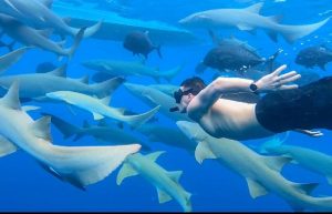 maafushi naufragio y esnórquel con tiburones nodriza con observación de delfines
